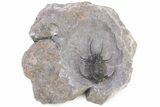 1.7" Spiny Ceratarges Trilobite - Zireg, Morocco - #199008-4